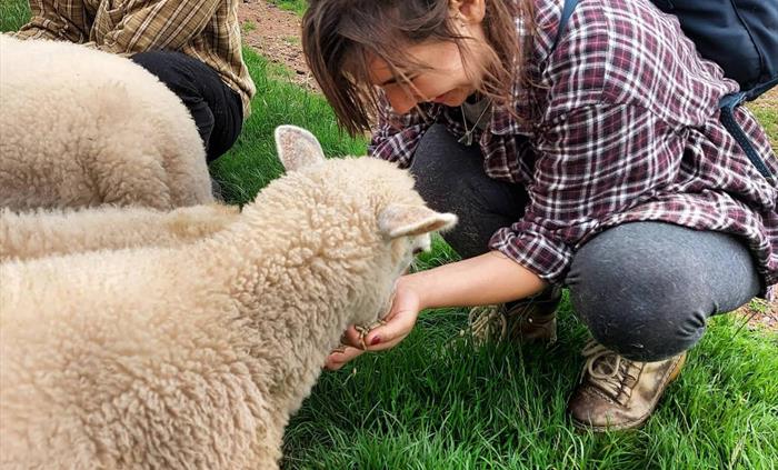 Feeding Lambs